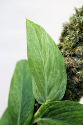 Rhaphidophora latevaginata variegata